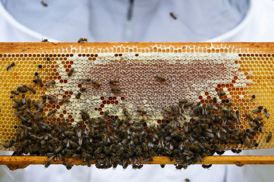Is Honey Effective In Relieving Acid Reflux?