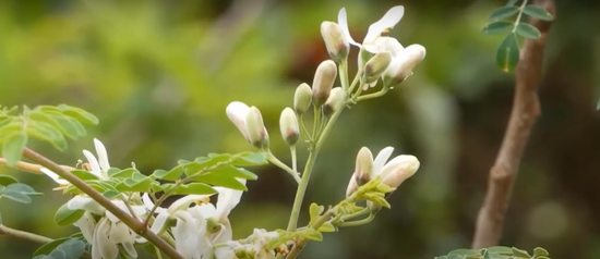 Nutrition-Loaded: 3 Of The Numerous Health Benefits of Moringa Oleifera
